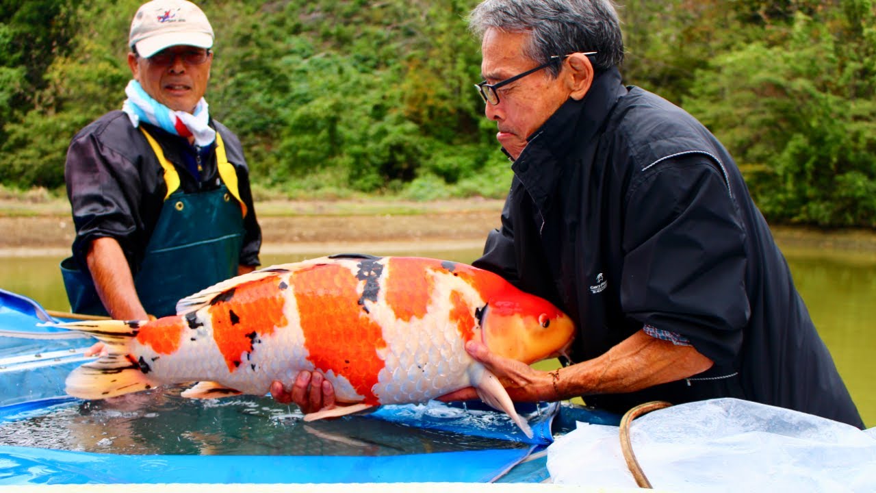 Ăn thịt cá koi xem như xúc phạm đến nền văn hóa của người Nhật