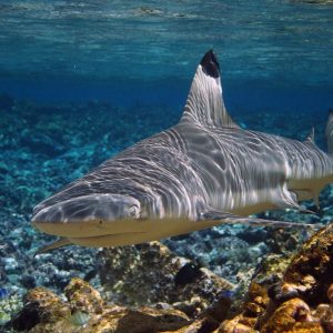 Cá mập cảnh nước mặn và những điều chưa biết về chúng