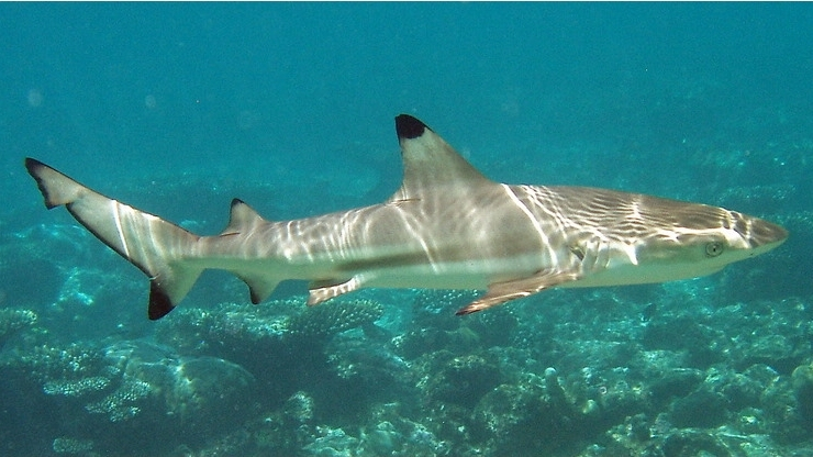 Việc chăm sóc cá mập cảnh nước mặn đòi hỏi kinh nghiệm và thời gian.