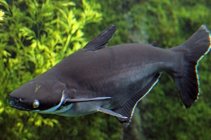 Loài cá mập biển vi đen có giá cả khá đắt đỏ. 