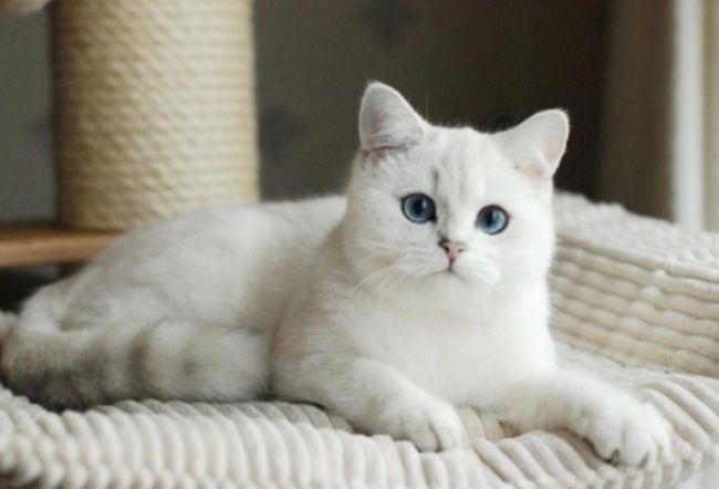 Loài mèo Anh lông trắng quý hiếm nhất trên thị trường hiện nay.