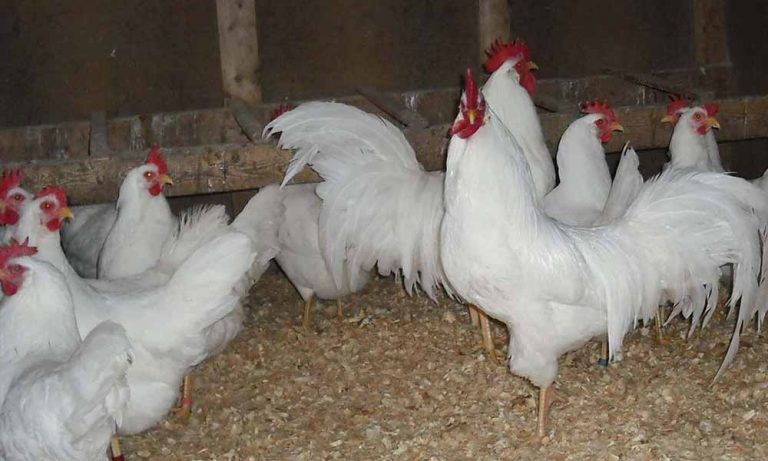 Mô hình trang trại nuôi gà Lơ go siêu đẻ trứng tại Việt Nam
