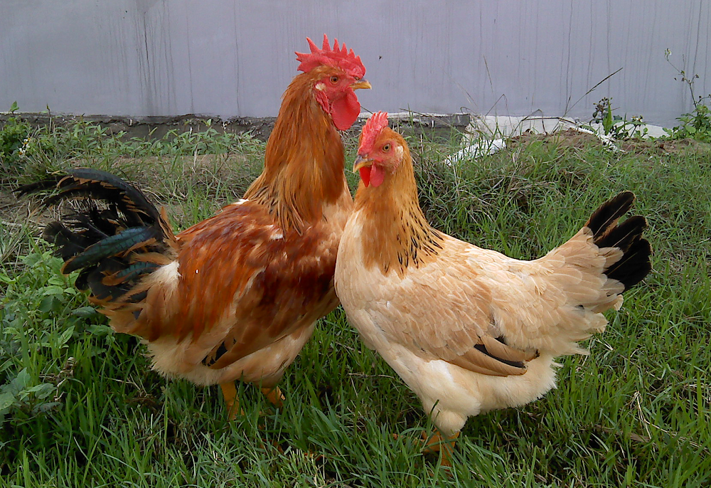 Giống gà Lơ go siêu đẻ trứng được nuôi phổ biến trên toàn thế giới. 